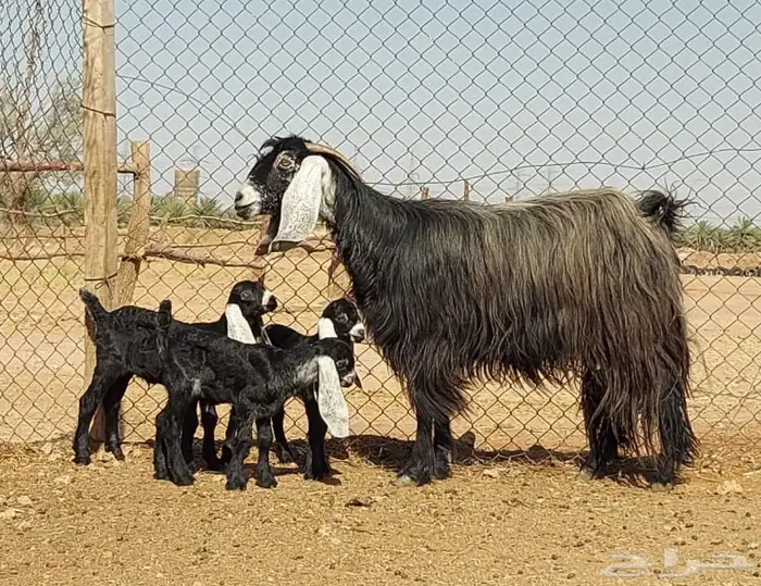 بيعت الله يبارك له عنز هارضيه فاخره حدره ثلاث 0