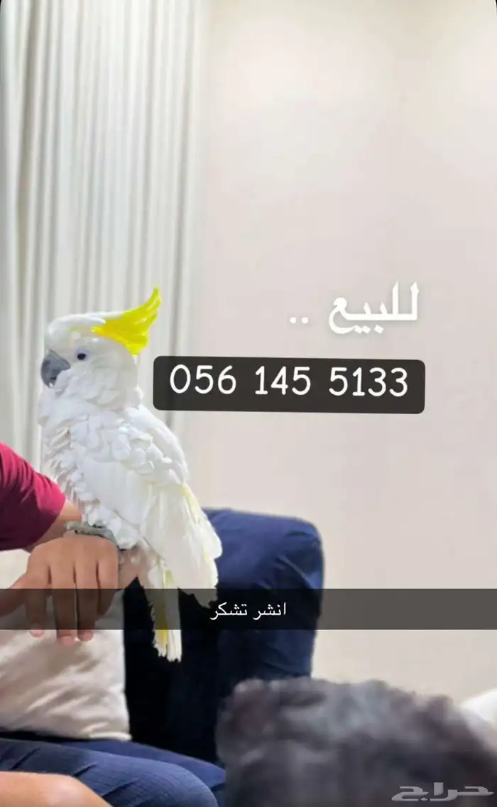الاحساء 1