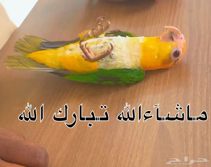 فروخ كايك قرين ثايد وكايك وايت بلي 0