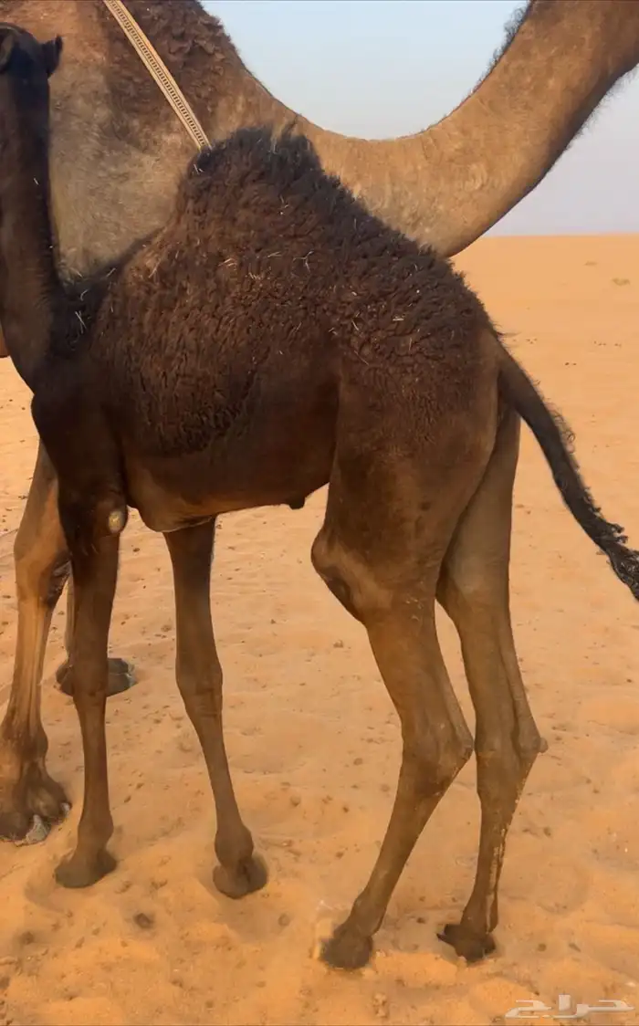 حيران قصب للبيع 3