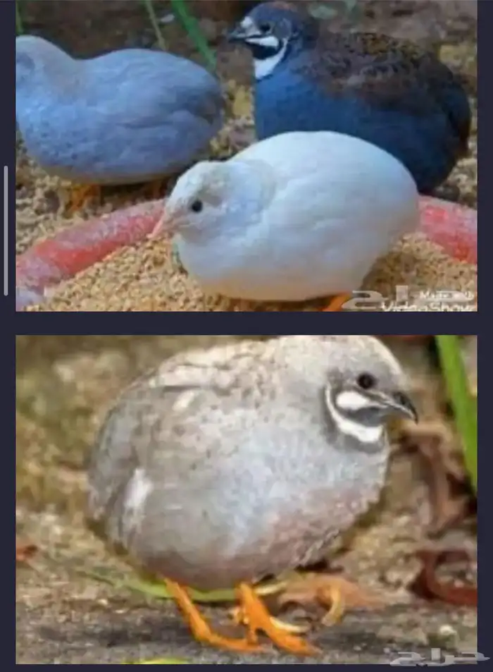 مطلوب سمان صيني 0