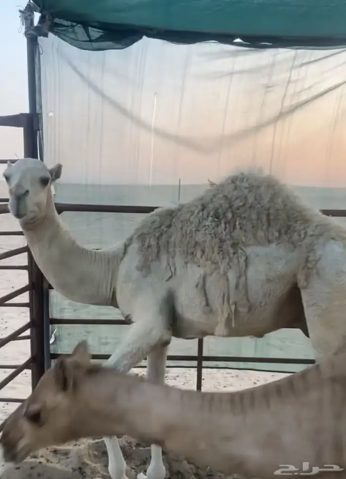 قعود سنه مفرود 3