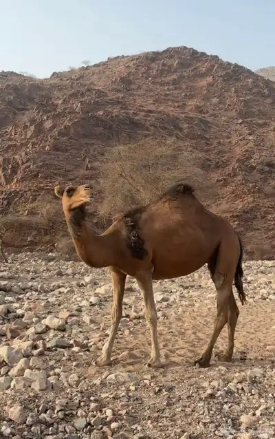 بكرة index