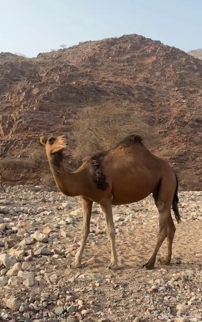 بكرة 0