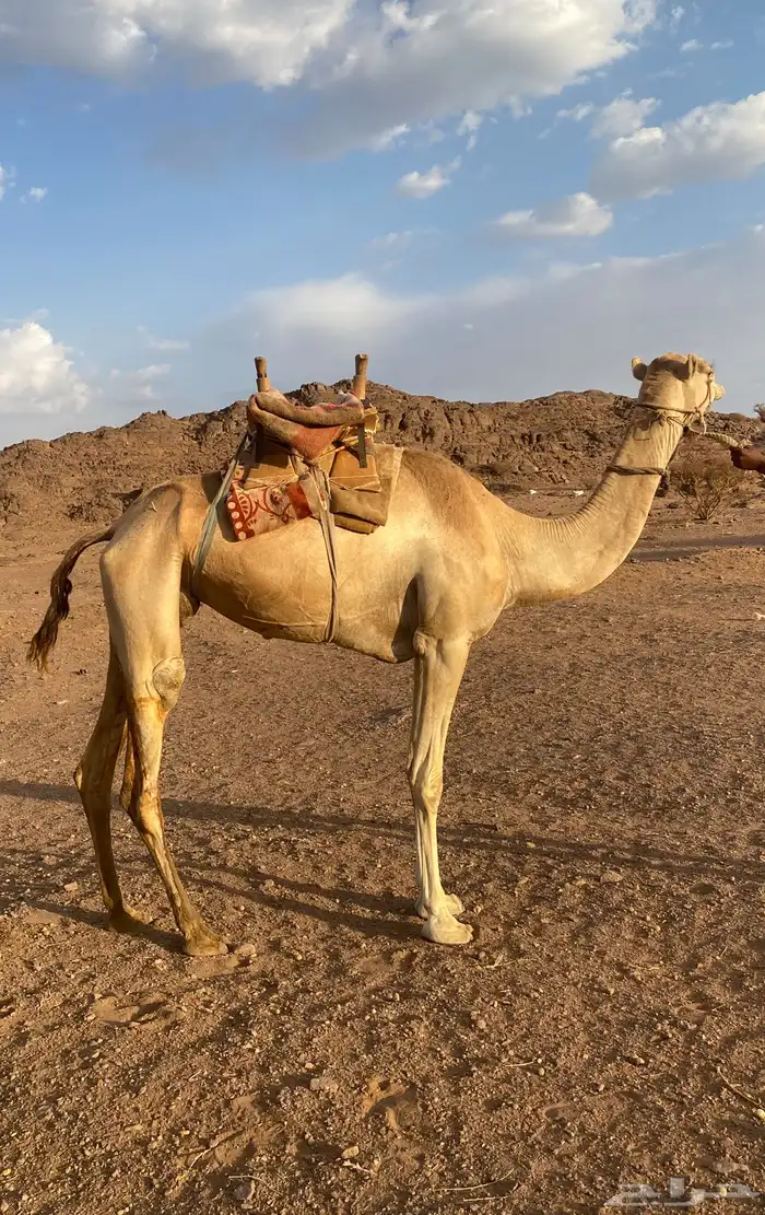رحول ابل 1