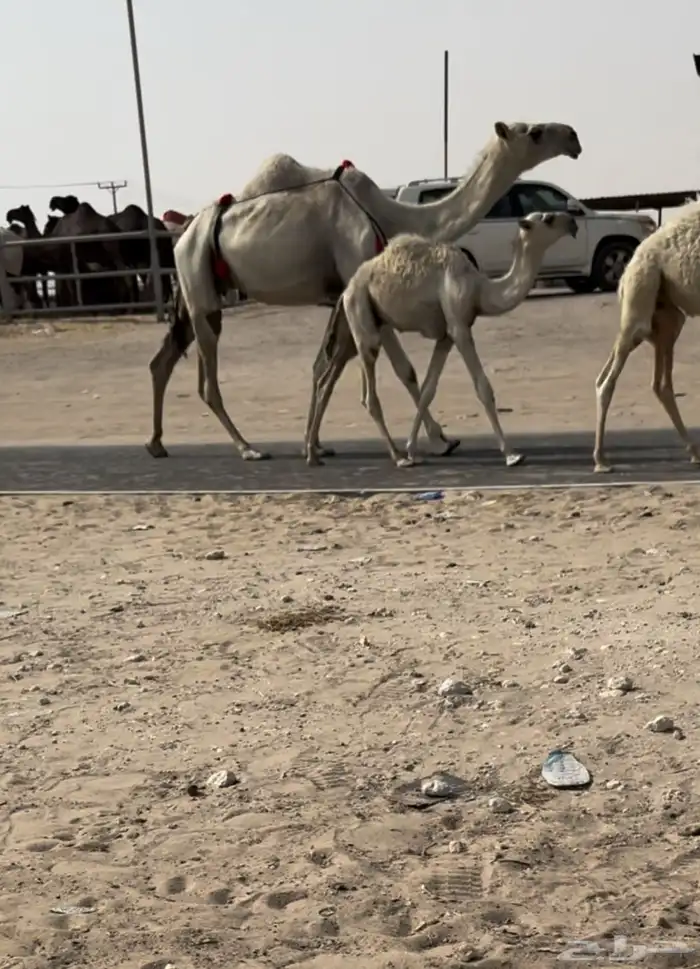 للبيع بكر خلفه الكفووو تحتها قعود 0