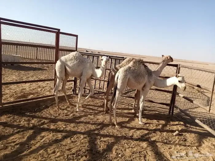 بكره وقعود 2 2