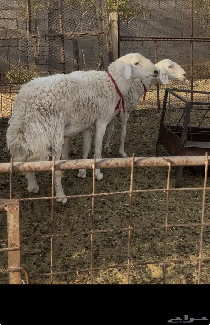 فحل حري رباع حرش 2