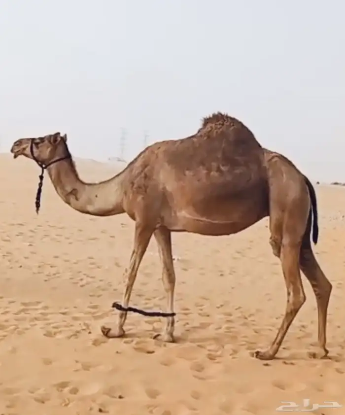 هجن لقحه علا حراق الامير تركي 0