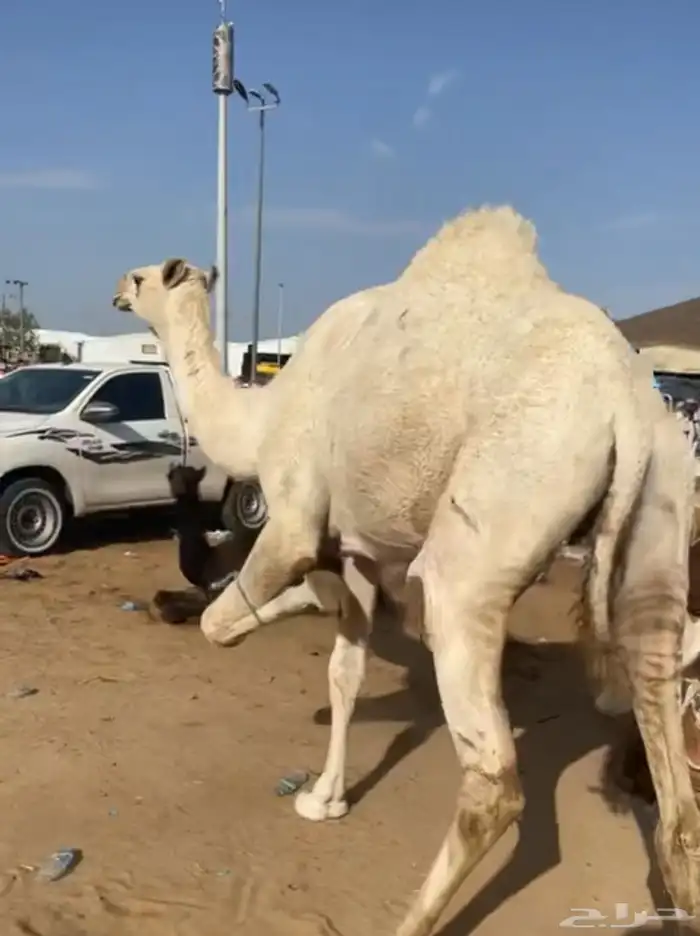 بكره توه طلعه ثنيه مشروطه من جميع شي وبدون شريحه 0
