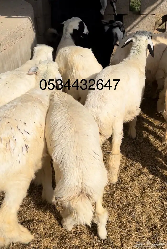 ذبايح-طليان-تيوس -ذبح وتوصيل-1050-1350- 0