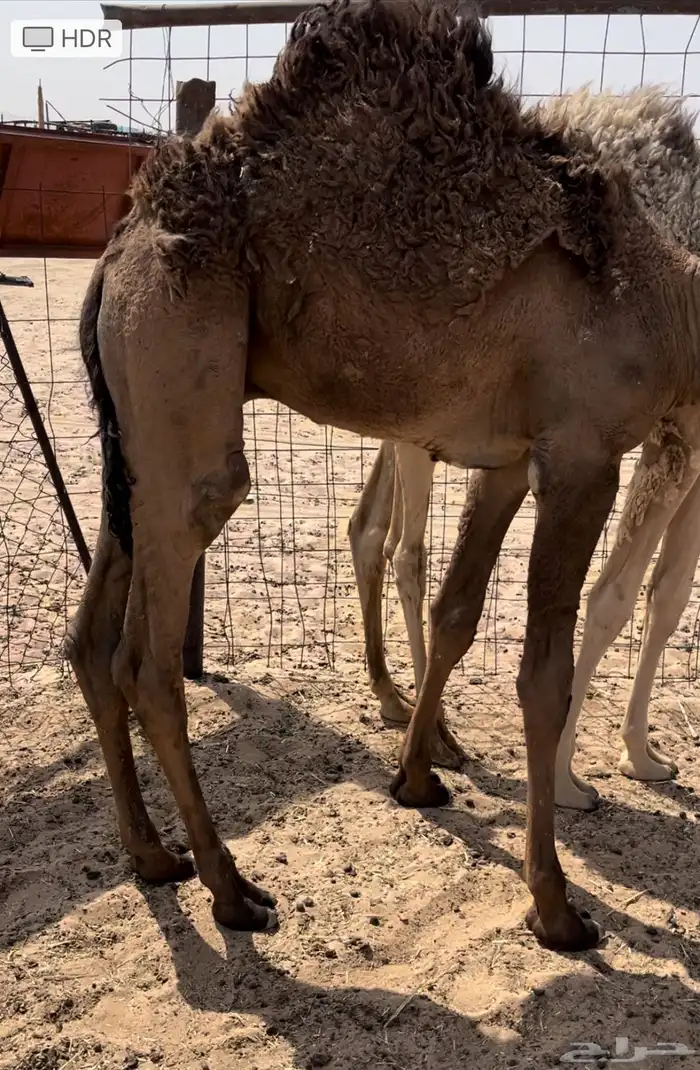 للبيع قعود طايش 0