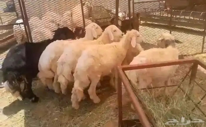 6 طليان سمان ونظيفه و4 رخال 1