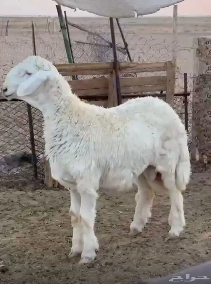 مشروع فحل كفو 0