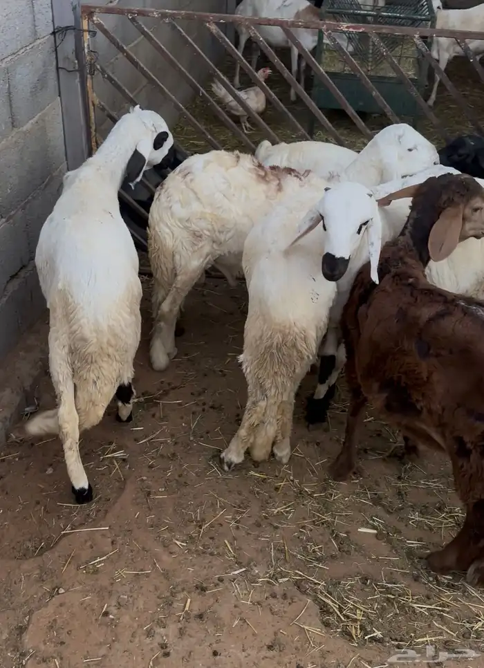 طليان سواكني انتاج محلي 4