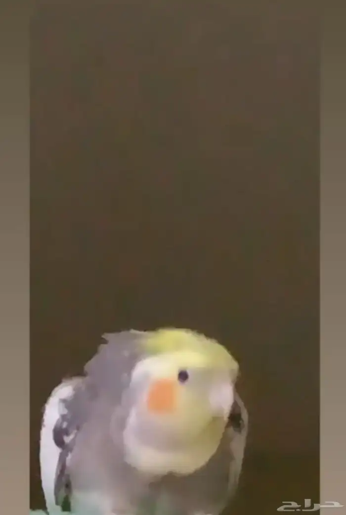 ببغاء كروان 2