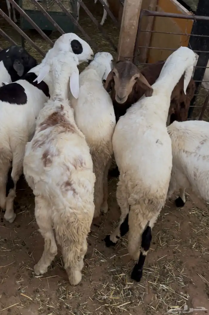 طليان سواكني انتاج محلي 1