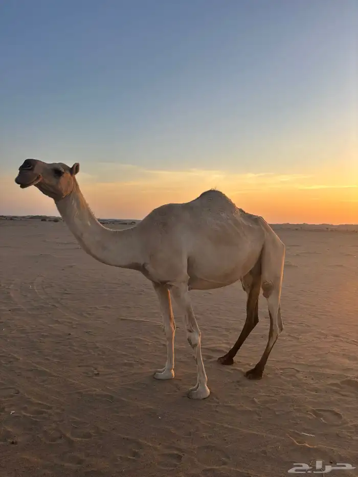 للبيع ناقه لقحه لها ست شهور شقحا سنه فاطر 0