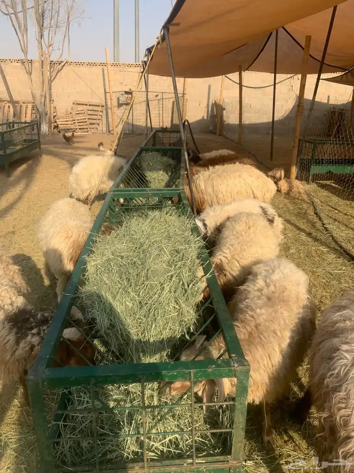 نعيمي وسواكن اسعار خااصه للجمله من اول 5 روس 2