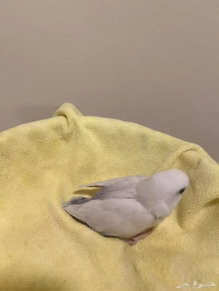 فروخ روز ذات تصنيفات عالية 5