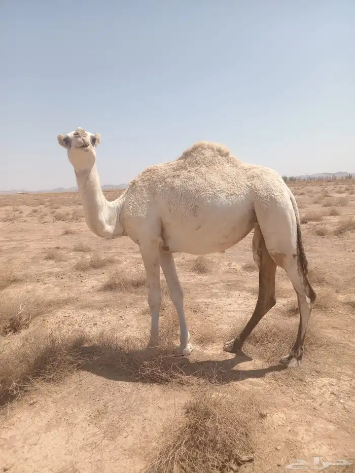 بكره لقيه طيبه 0