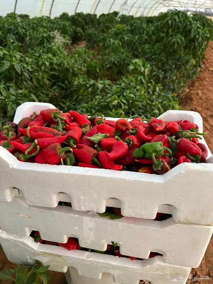 فلفل شقرا درجه اولى نظيف موقع سكاكا الفليين 20  البيع 1