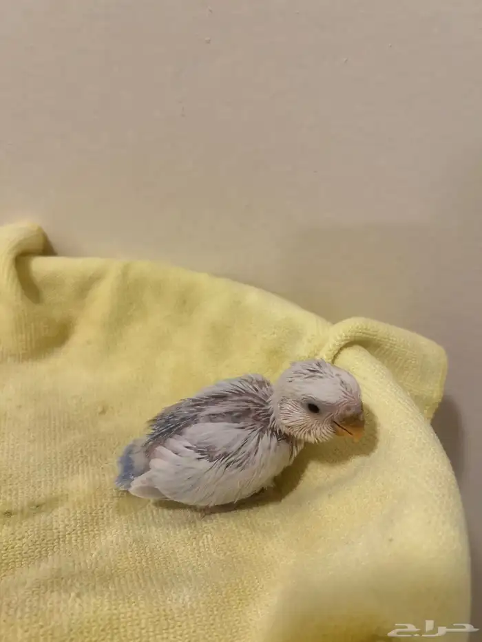 فروخ روز ذات تصنيفات عالية 0