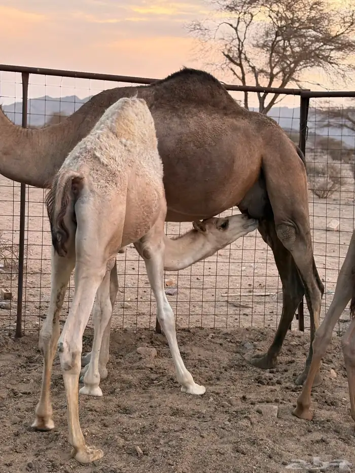 نياق عشاير 13