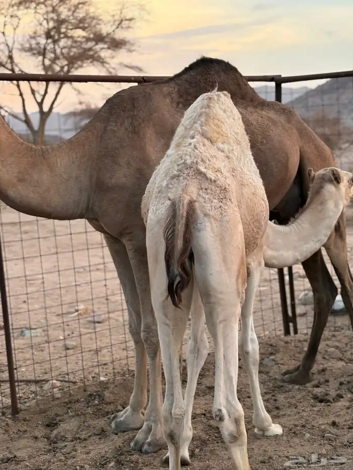 نياق عشاير 14