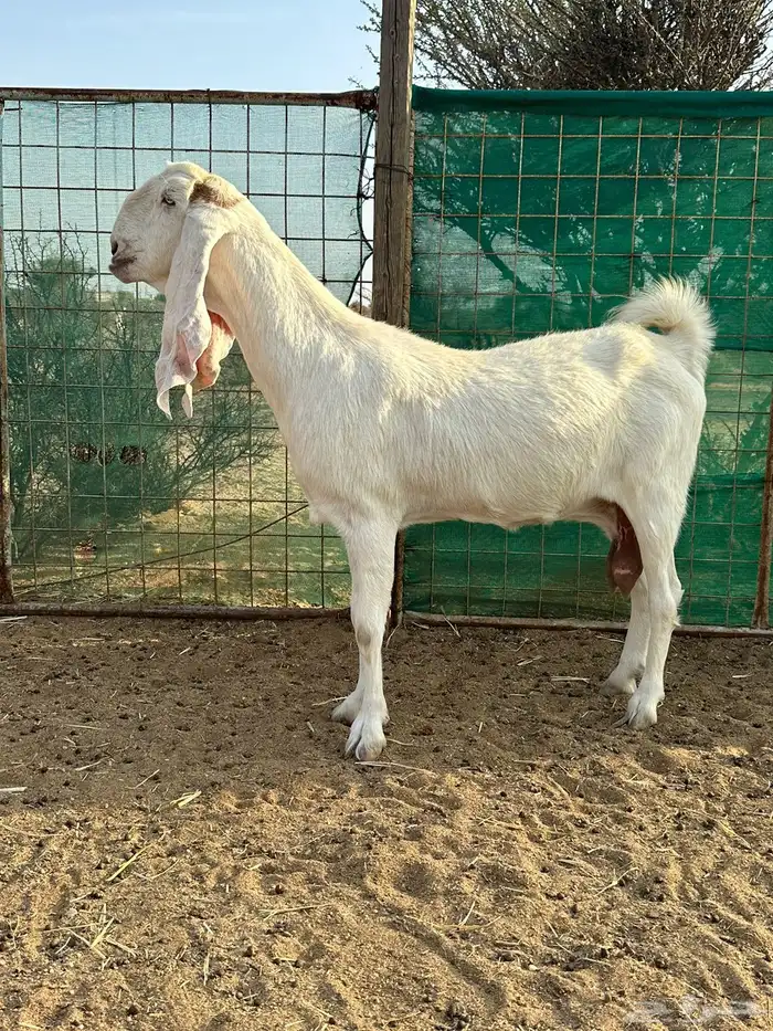 معزا بيض دفيع مشاريك حجازيات مطورة 0