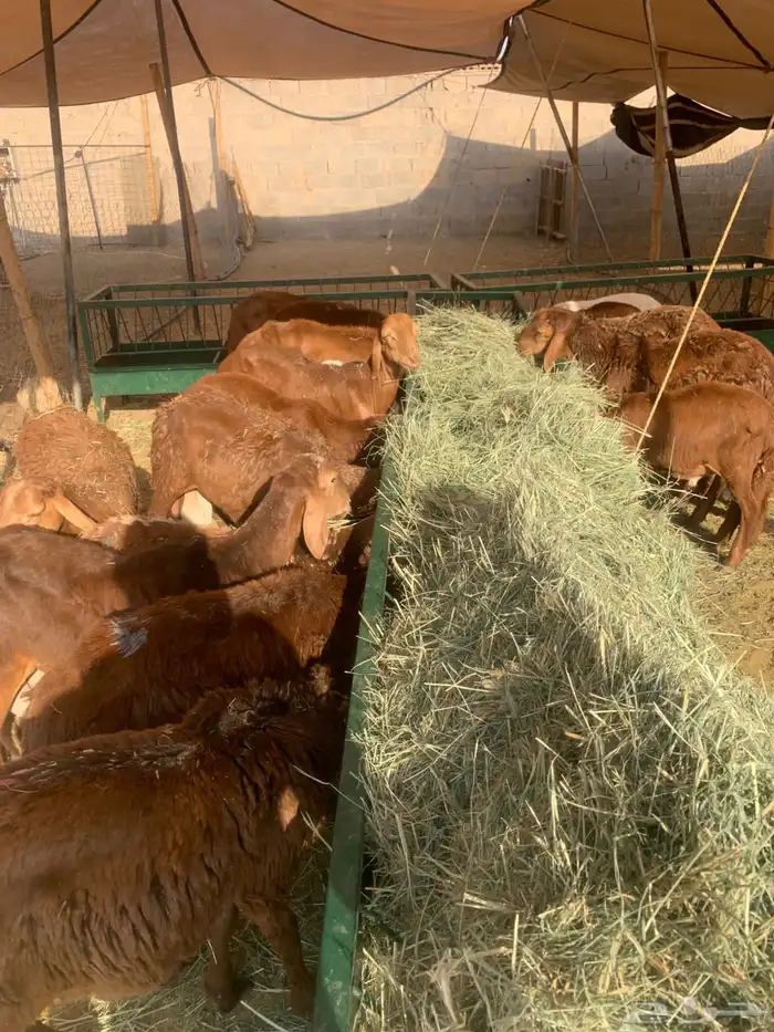 نعيمي وسواكن اسعار خااصه للجمله من اول 5 روس 1