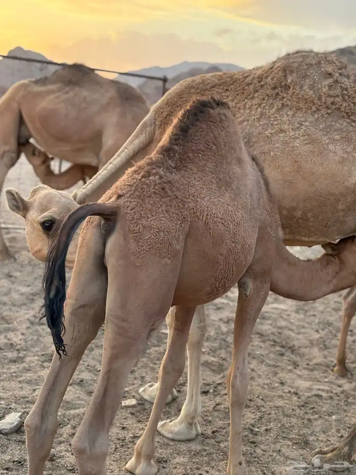 نياق عشاير 19