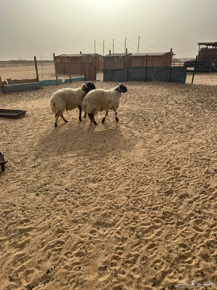 نعيم فاخر 1