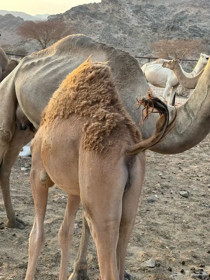 نياق عشاير 8