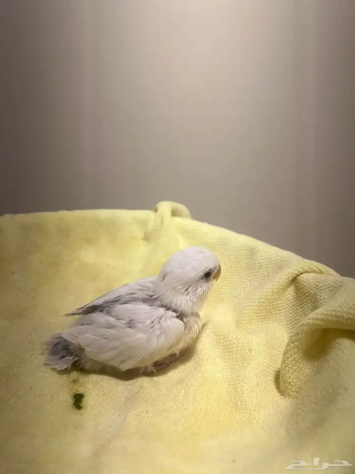 فروخ روز ذات تصنيفات عالية 2