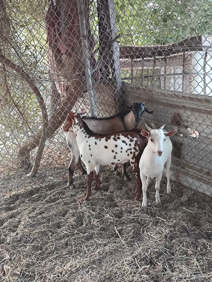 تيوس جنوبيه ومتوفر بالنص نيء 0
