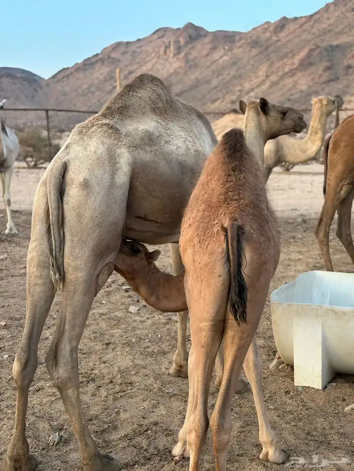 نياق عشاير 5