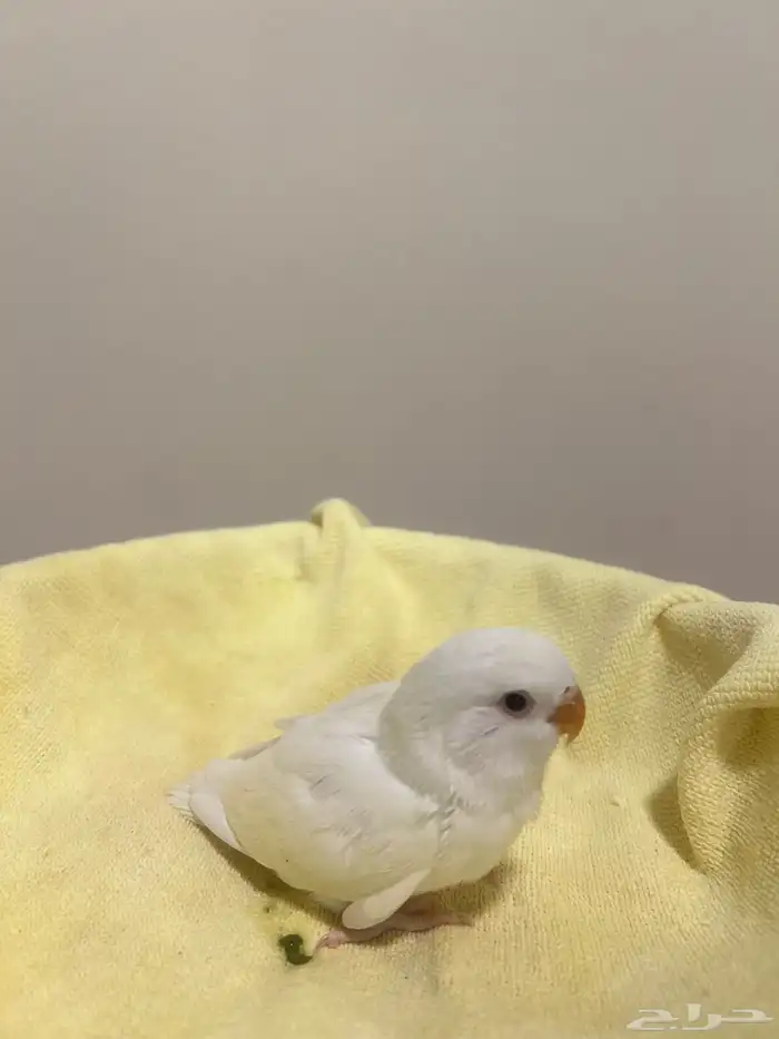 فروخ روز ذات تصنيفات عالية 1