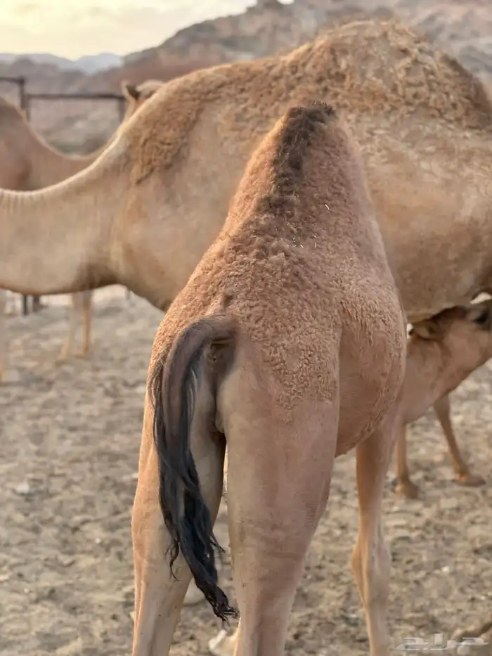 نياق عشاير 12