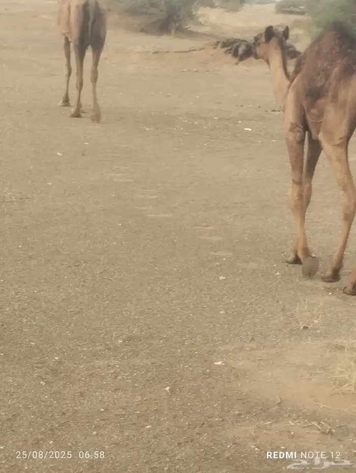 حاشي بلدي على حليب امة عمره ست شهور 2
