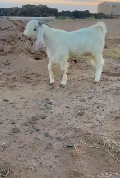تيس ابيض مطوور 0