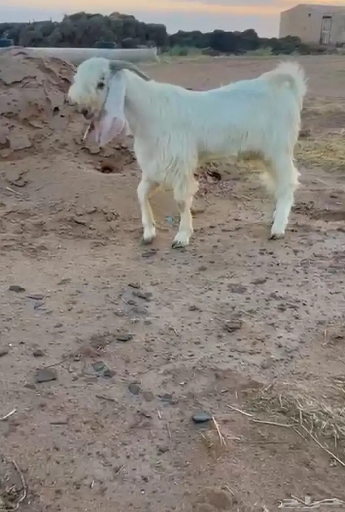 تيس ابيض مطوور 0