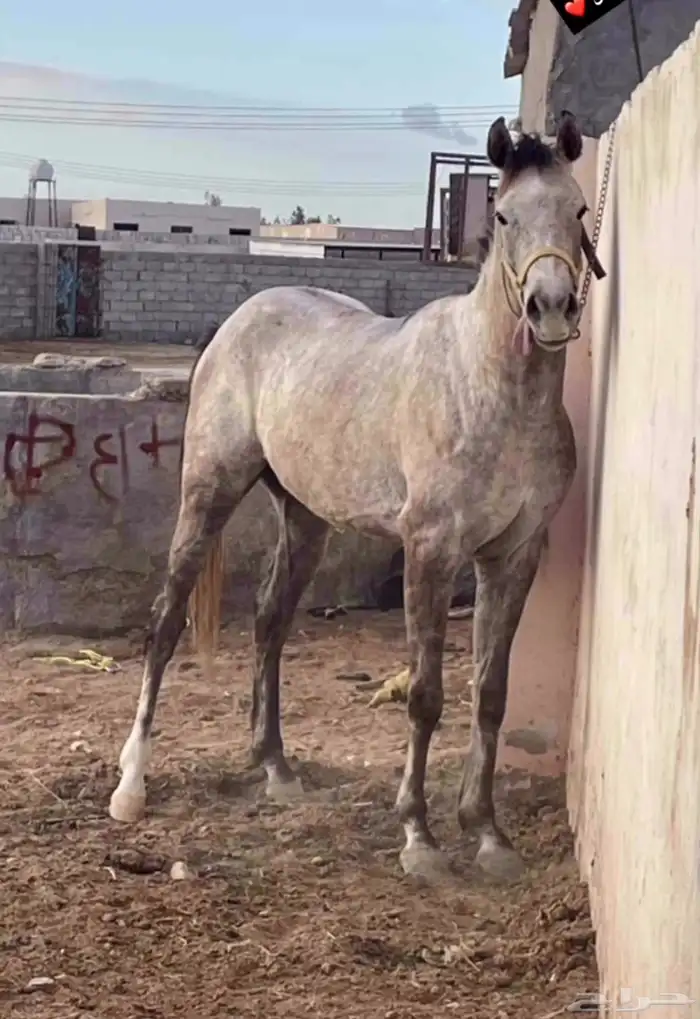 مهر شعبيي 1