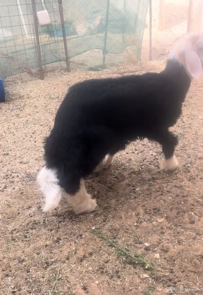 للبيع خروف نجدي طيب عمره 4 شهور 0