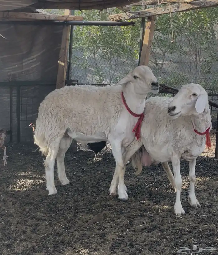 فحل حري رباع حرش 1