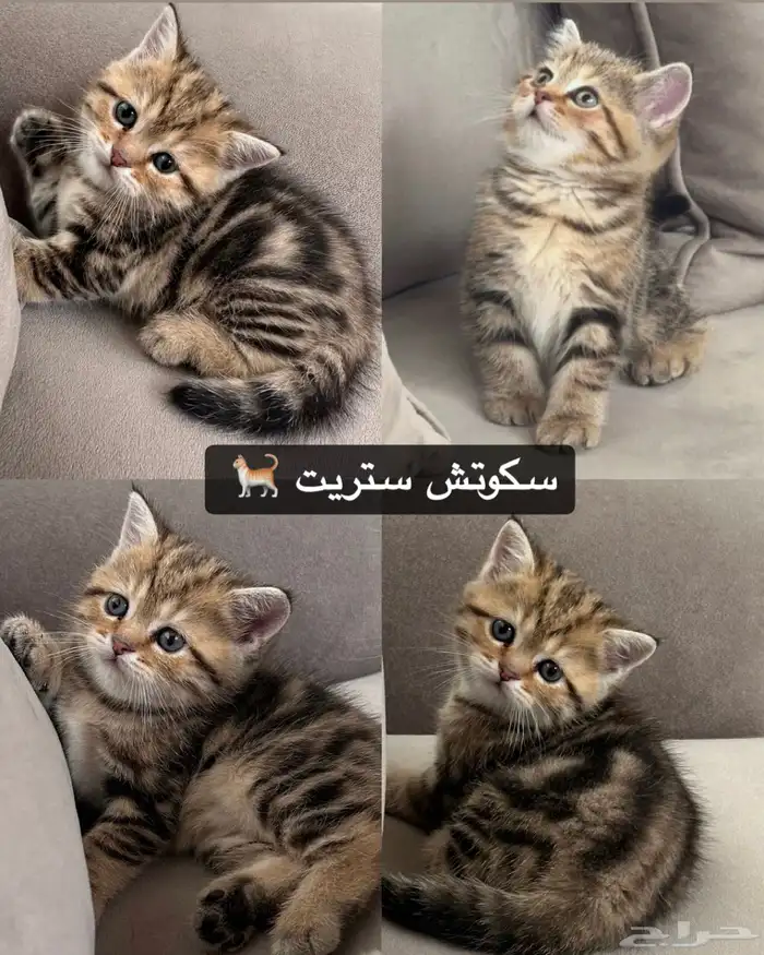 سكوتش فولد سكوتش ستريت للبيع 1
