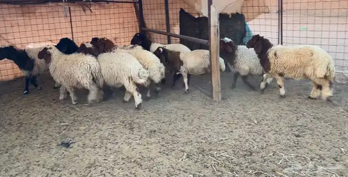 نعيم هرافي 0