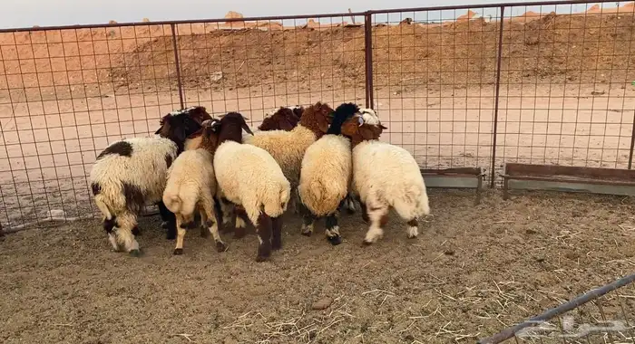 نعيم هرافي 1