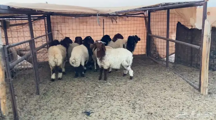 نعيم هرافي 3