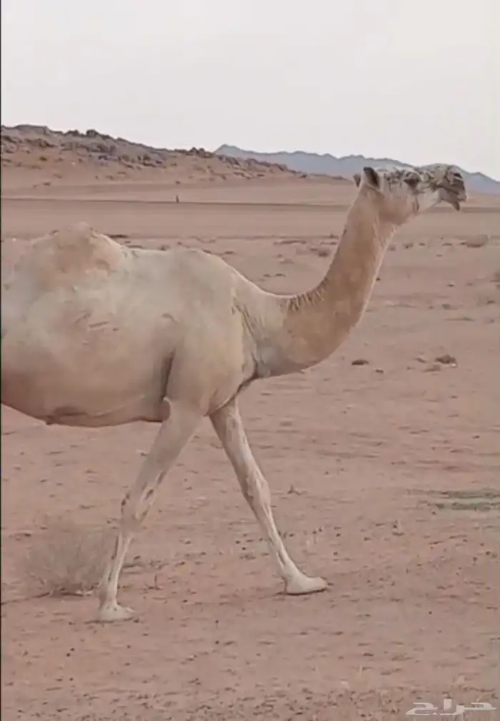 لقحه وضحاء طيبه 0